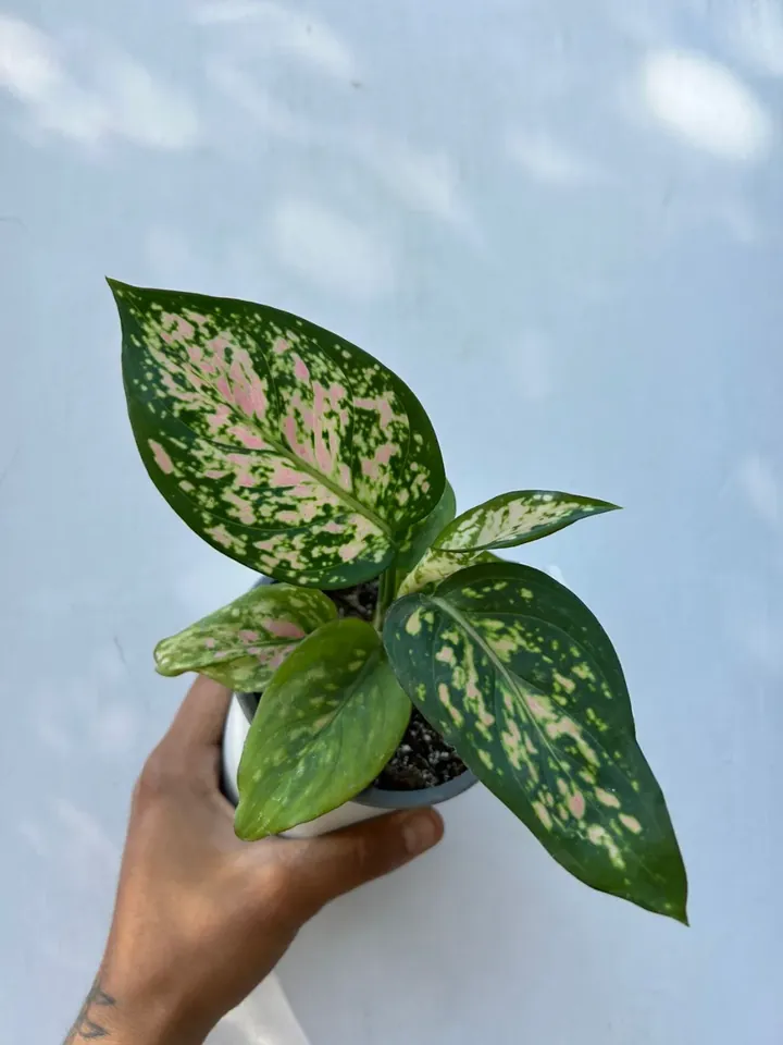 Aglaonema beauty en el vivero TutuGarden