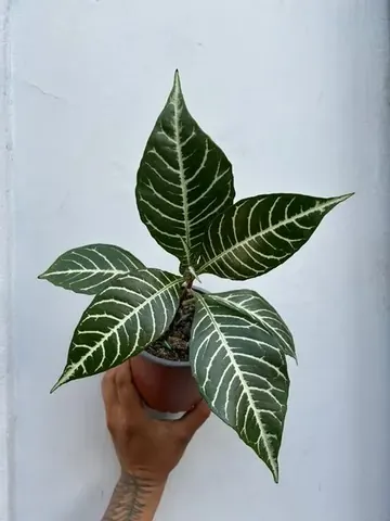 Aphelandra