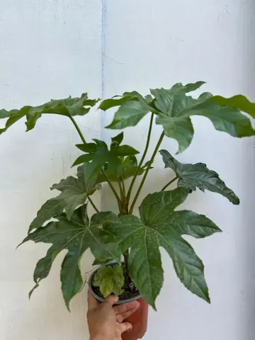 Aralia