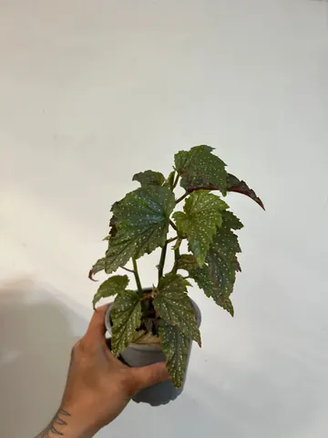 Begonia ala de ángel