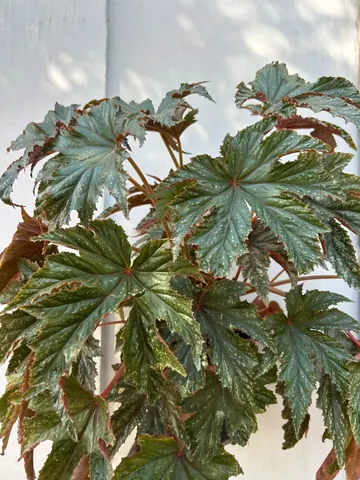Begonia gryphon