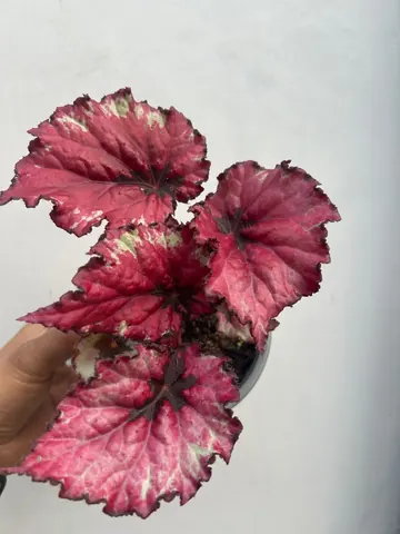 Begonia rex
