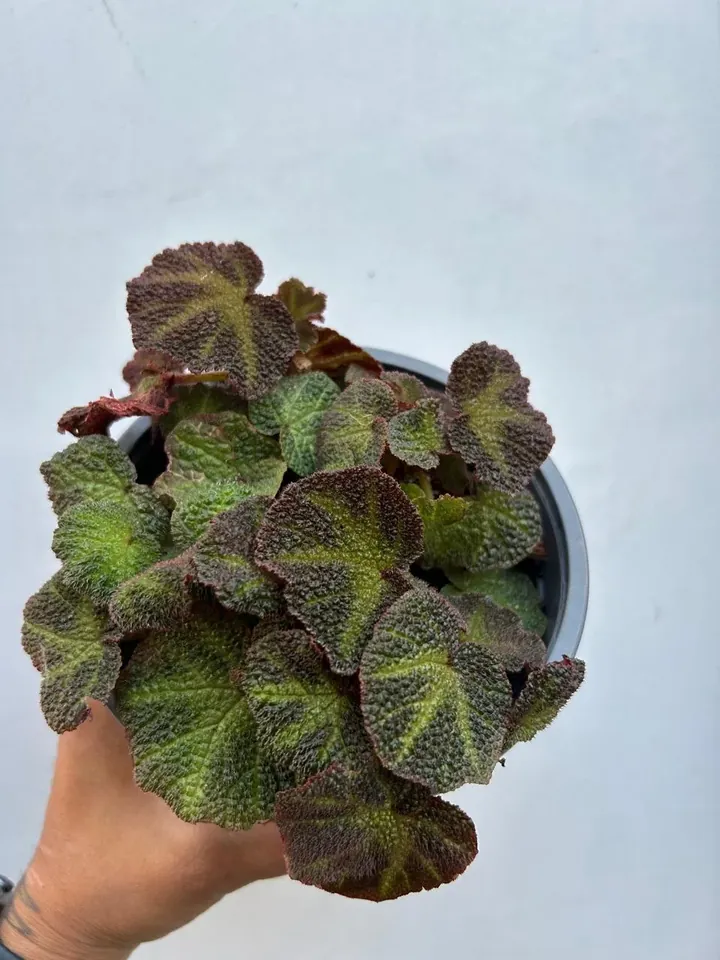 Begonia solimutata en el vivero TutuGarden