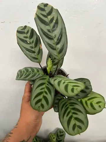 Calathea burle marxii