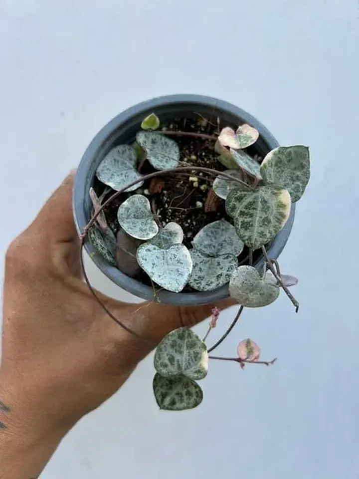 Ceropegia woodii variegada en el vivero TutuGarden