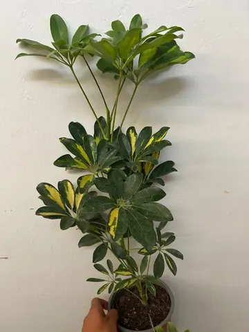 Chiflera