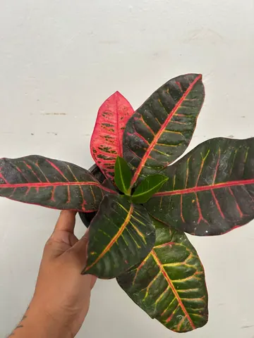 Croton