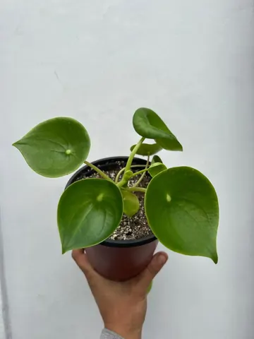 Cucharita (Peperomia polybotrya)