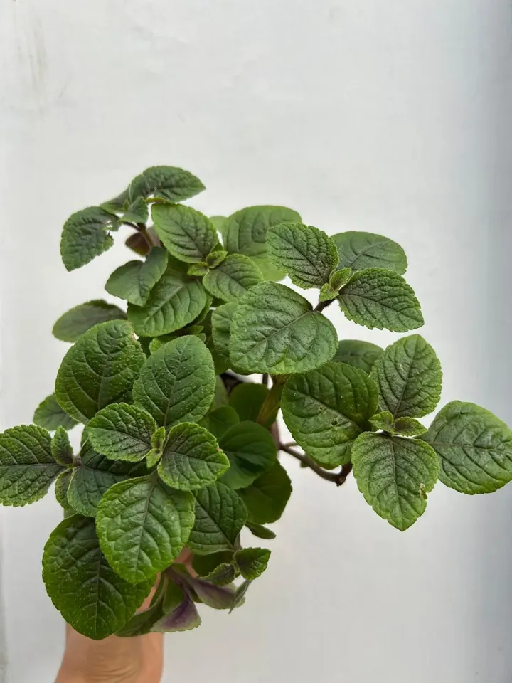 Dólar negro en el vivero TutuGarden