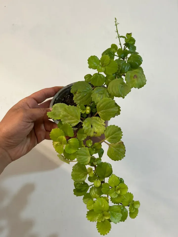 Dólar verde en el vivero TutuGarden