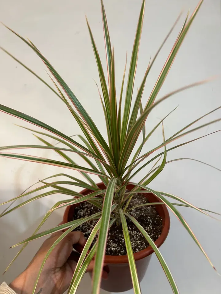 Dracena colorama en el vivero TutuGarden