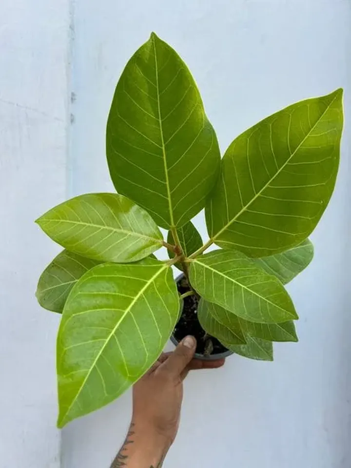 Ficus benghalensis en el vivero TutuGarden