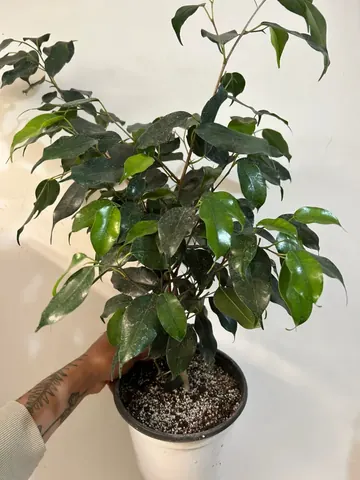 Ficus benjamina