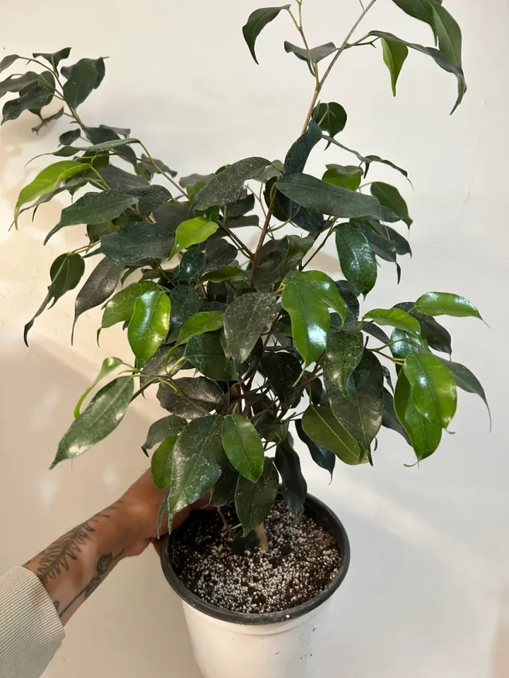 Ficus benjamina en el vivero TutuGarden