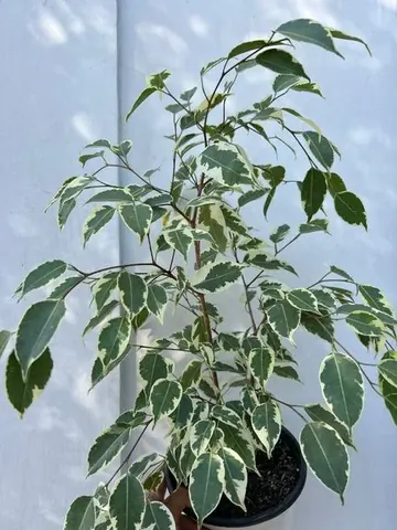 Ficus hawaii