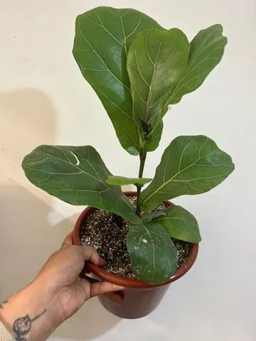 Ficus lyrata