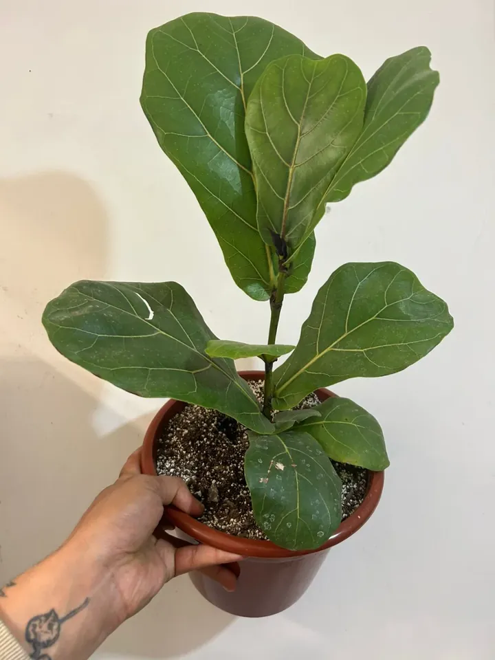 Ficus lyrata en el vivero TutuGarden