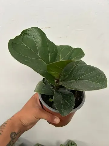 Ficus lyrata bambino
