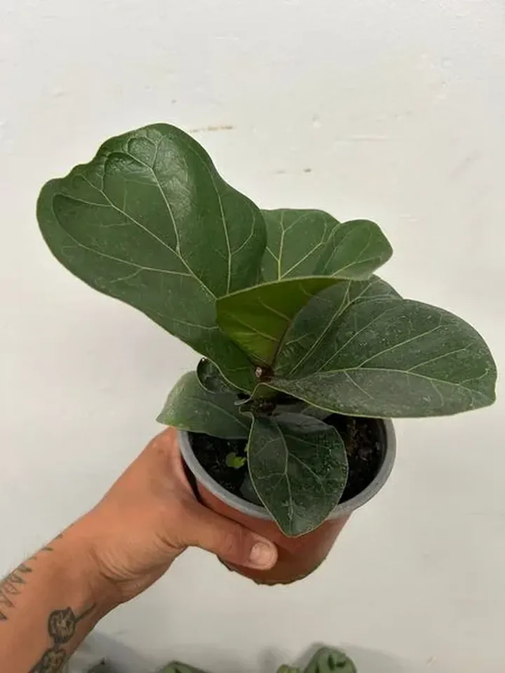 Ficus lyrata bambino en el vivero TutuGarden