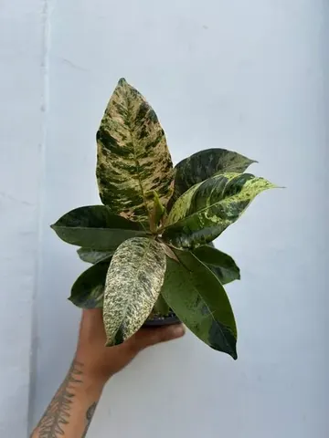 Ficus shivereana