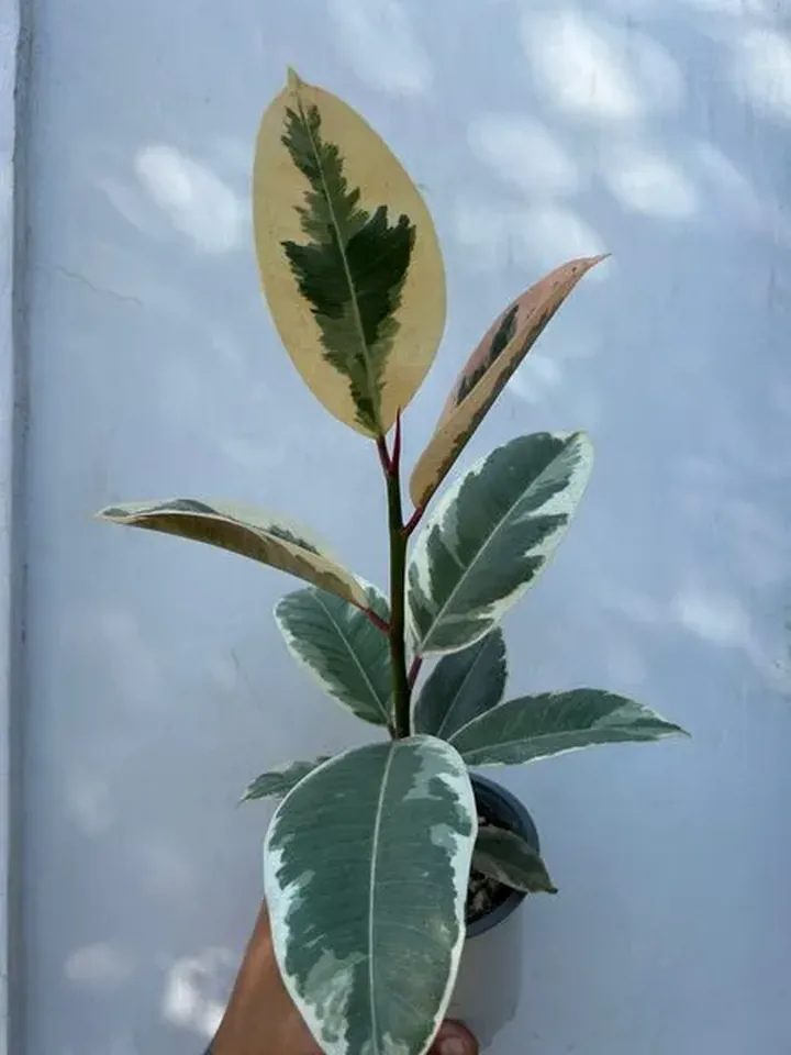 Ficus tineke en el vivero TutuGarden