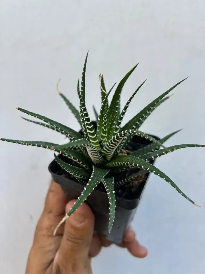 Haworthia en el vivero TutuGarden