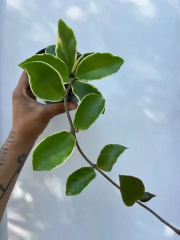 Hoya krimson queen