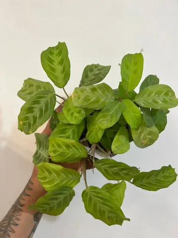 Maranta cat moustache