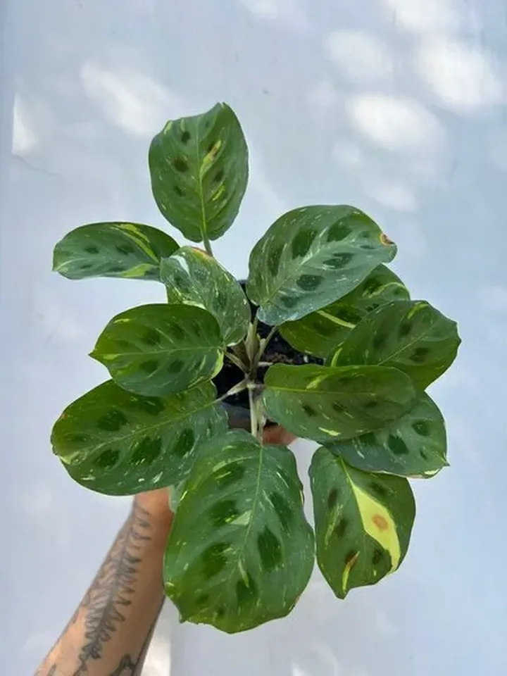 Maranta kerchoveana variegada en el vivero TutuGarden