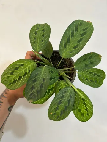 Maranta lemon lime