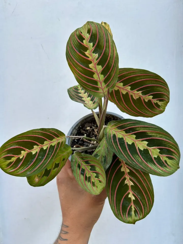 Maranta leuconeura en el vivero TutuGarden