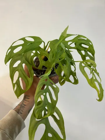 Monstera adansonii