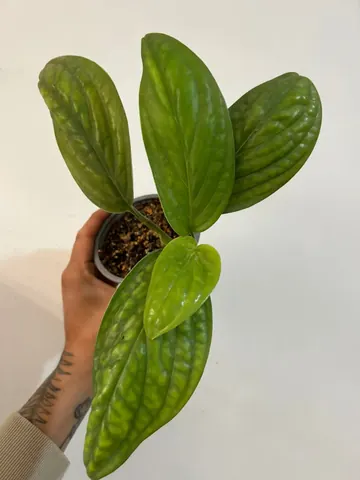 Monstera peru