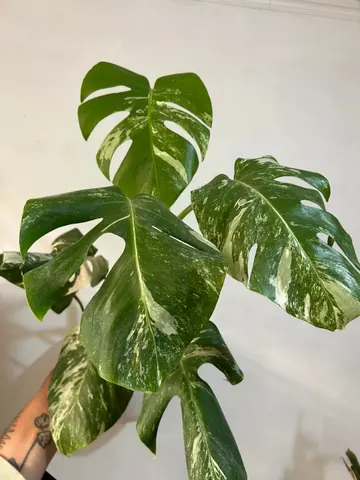 Monstera variegada