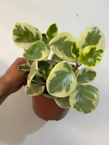 Peperomia obtusifolia variegada