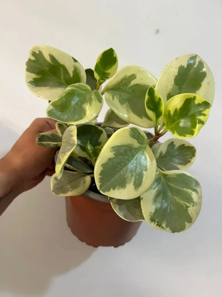 Peperomia obtusifolia variegada en el vivero TutuGarden