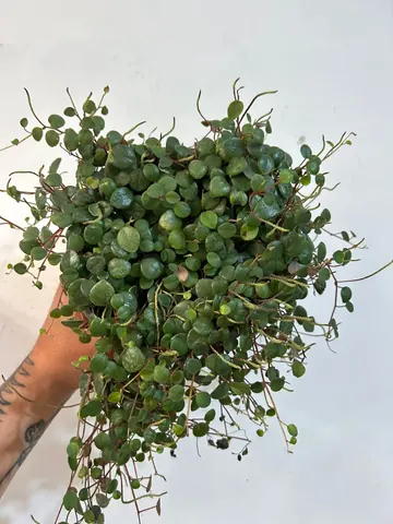 Peperomia pepperspot