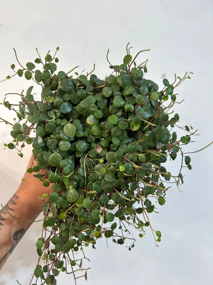 Peperomia pepperspot en el vivero TutuGarden