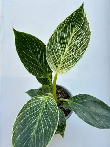 Philodendron birkin