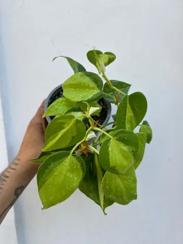 Philodendron cordatum brasil