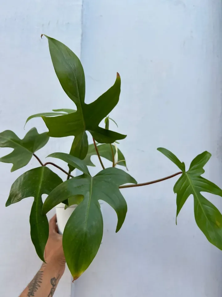Philodendron florida en el vivero TutuGarden