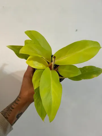 Philodendron malaya gold