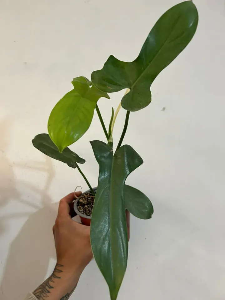 Philodendron panduriforme en el vivero TutuGarden