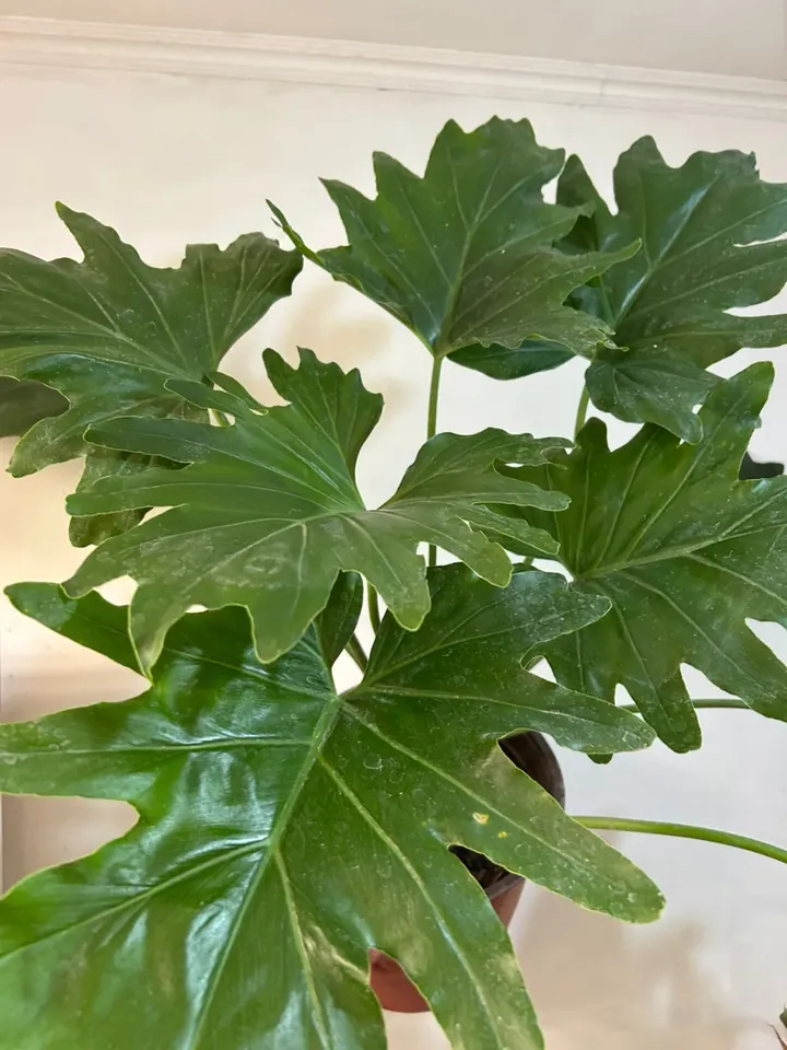 Philodendron paraguayo en el vivero TutuGarden
