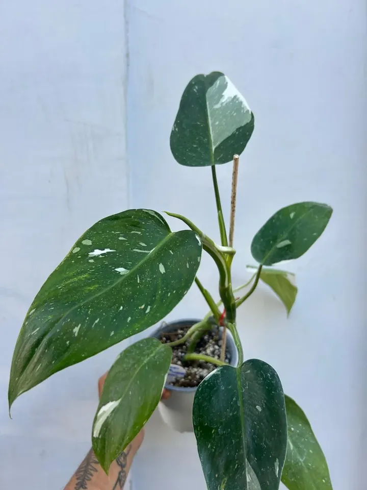 Philodendron white wizard en el vivero TutuGarden