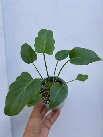Philodendron xanadu