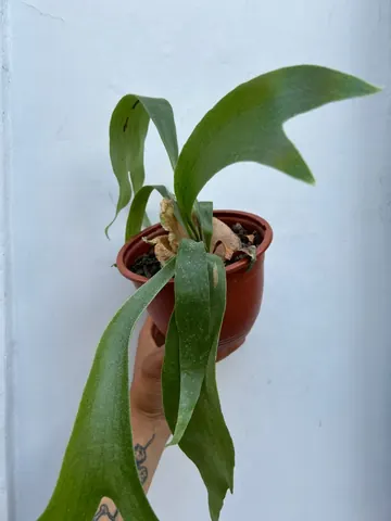 Platycerium (cuerno de alce)