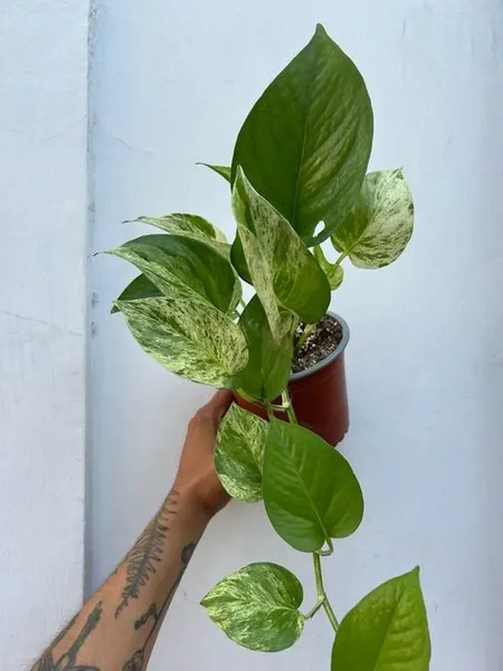 Potus marble queen en el vivero TutuGarden