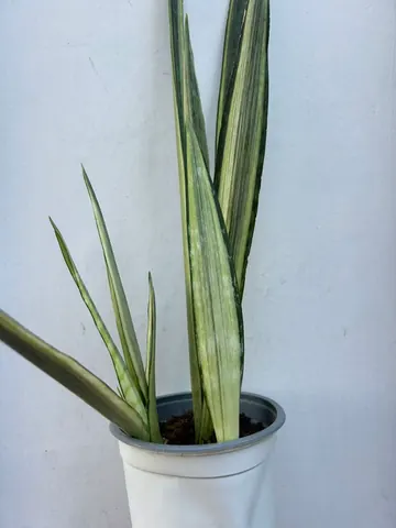 Sansevieria Batel