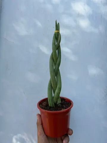 Sansevieria cilíndrica trenzada